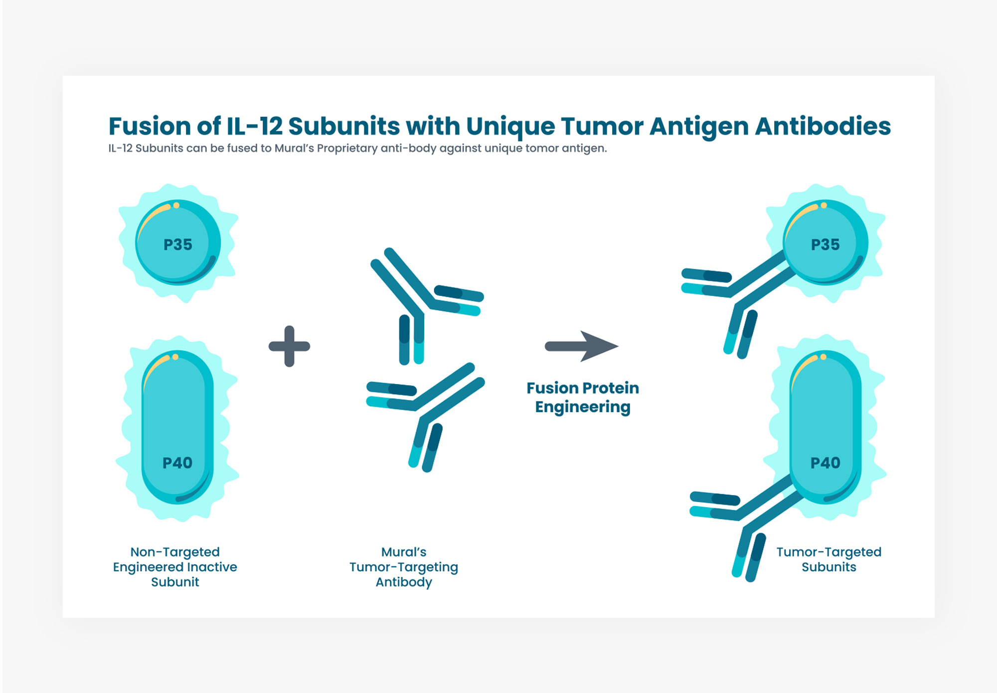 Fusion of IL-12 Subunits infographic