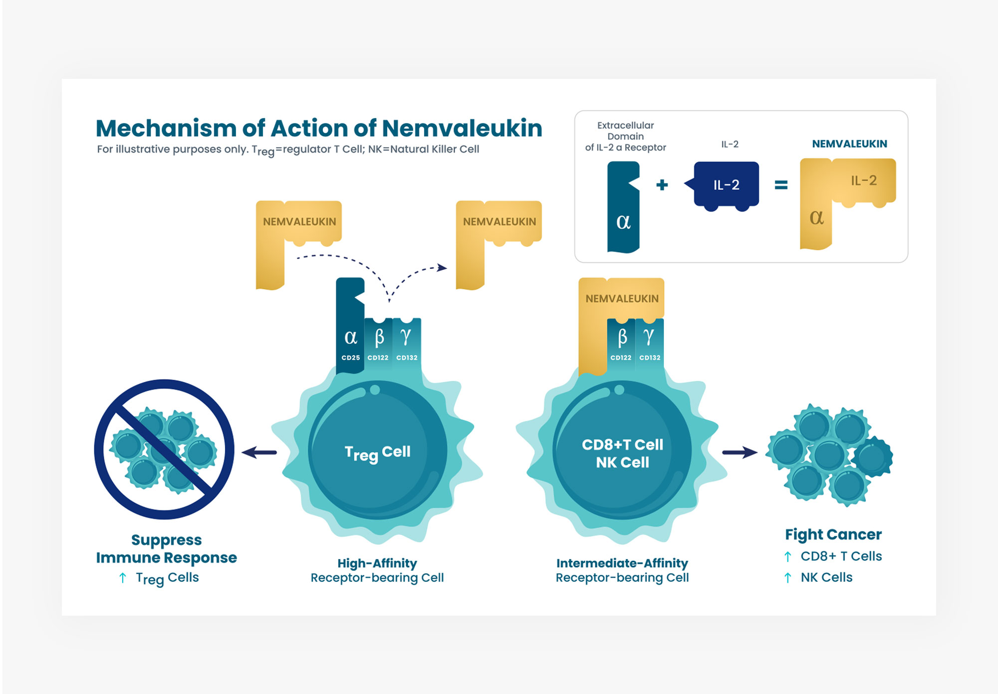 mechanism of Action of Nemvaleukin infographic